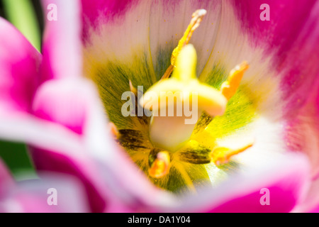 Un gros plan d'une tulipe de plus en Holehird Gardens, Windermere, Parc National de Lake District, Cumbria, Royaume-Uni, au printemps Banque D'Images