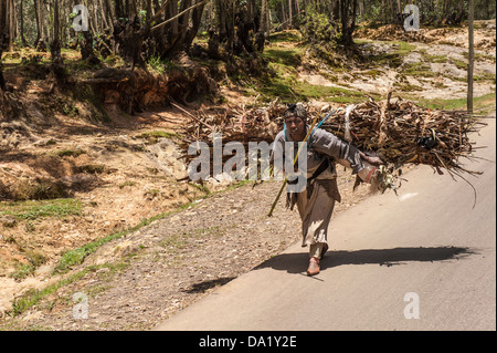 Femme portant un paquet de bois d'eucalyptus, Addis-Abeba, Ethiopie Banque D'Images