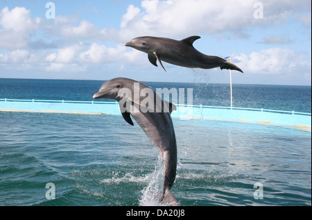 Deux dauphins sautant dans une piscine, Dolphin Discovery, Blowing Point, Anguilla Banque D'Images