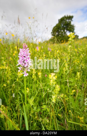 La commune d'orchidée, Meadow Gloucestershire UK Banque D'Images