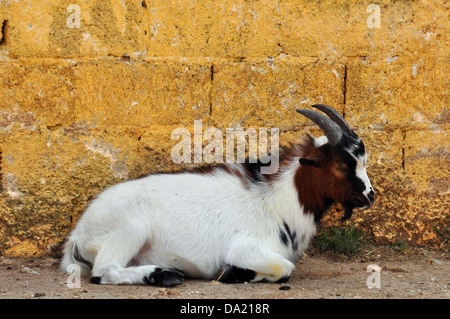 Chèvre pygmée africaine reposant contre un mur texturé. Contexte L'animal. Banque D'Images