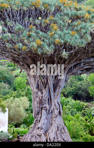 Dragonnier- Banque D'Images