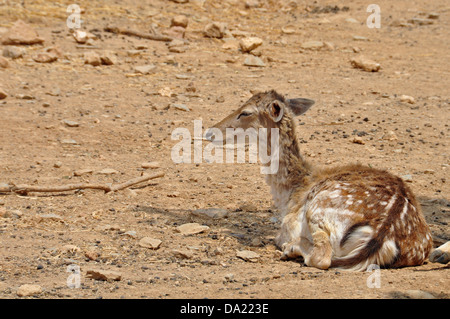 Daims au repos des animaux. Doe avec robe tachetée indigènes de l'île de Rhodes, Grèce. Banque D'Images