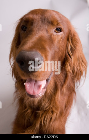 Portrait de Setter Irlandais Banque D'Images