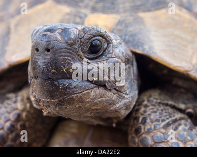 Un Marginated Tortoise (Testudo marginata) sur Lesbos, Grèce. Banque D'Images