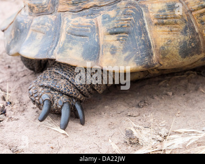 Un Marginated Tortoise (Testudo marginata) sur Lesbos, Grèce. Banque D'Images