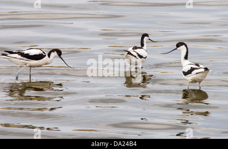 Avocette élégante (Recurvirostra avosetta) sur les marais salants sur Lesbos, Grèce. Banque D'Images