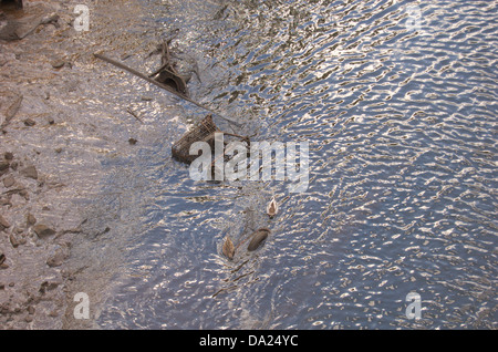 Banc de vase sur la rivière Clyde à Glasgow, Ecosse Banque D'Images