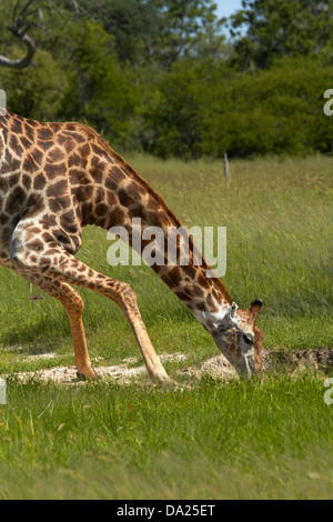 Potable Girafe (Giraffa camelopardalis), le parc national de Hwange, Zimbabwe, Afrique du Sud Banque D'Images