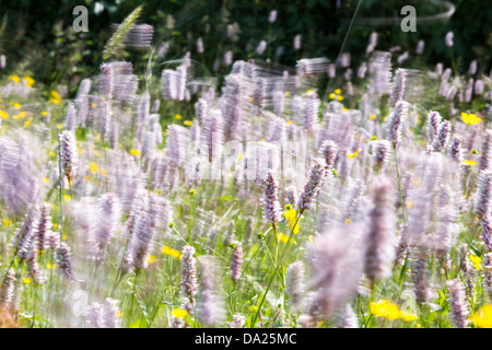 La Bistorte Eau, renoncules, trèfle et autres fleurs sauvages poussant dans une espèce traditionnelle riche en hay Meadow Lake Windermere, Di Banque D'Images