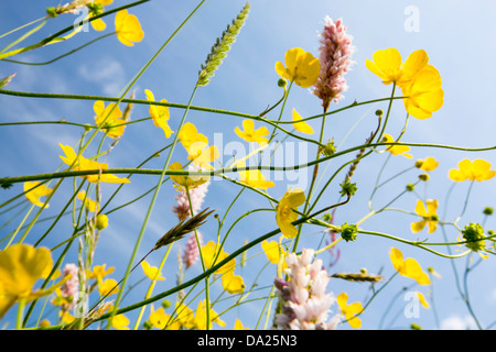 La Bistorte Eau, renoncules, trèfle et autres fleurs sauvages poussant dans une espèce traditionnelle riche en hay Meadow Lake Windermere, Di Banque D'Images