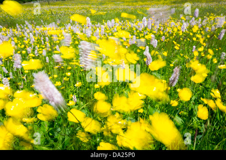 La Bistorte Eau, renoncules, trèfle et autres fleurs sauvages poussant dans une espèce traditionnelle riche hay meadow à Windermere, Lake District, UK. Plus de 90  % des prairies de fauche ont été perdus dans le Royaume-Uni, en raison de se tourner vers les agriculteurs plutôt que de l'ensilage de foin. La plupart des prairies ont été labourée et réensemencez avec Ray-grass monotone, avec une grande perte de la biodiversité. Banque D'Images