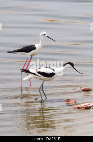 Black Winged Stilt (Himantopus himantopus) et l'avocette (Recurvirostra avosetta) sur les marais salants sur Lesbos, Grèce. Banque D'Images