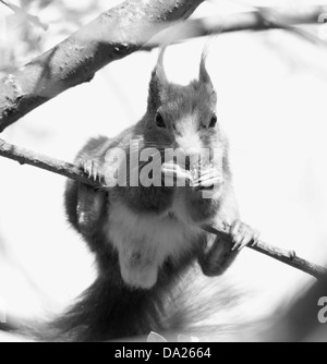 Curieux Écureuil rouge en captivité dans le Surrey, en Angleterre. Banque D'Images