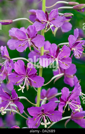 L'épilobe à feuilles étroites (Epilobium angustifolium) fleurs Banque D'Images