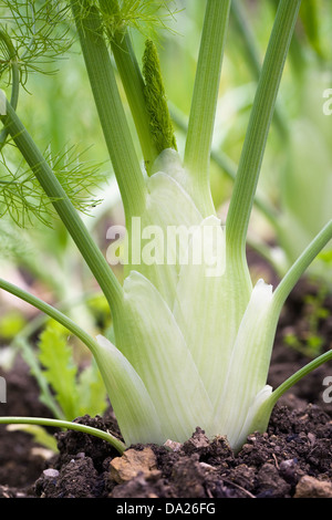 Foeniculum vulgare. Fenouil les poussant dans un jardin potager. Banque D'Images