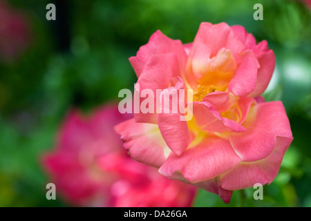 Rosa 'Harlequin'. Rosier grimpant 'Harlequin' dans un jardin anglais. Banque D'Images