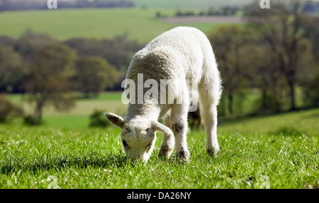Dans le champ d'agneau mange de l'herbe au printemps avec un vue de côté Banque D'Images