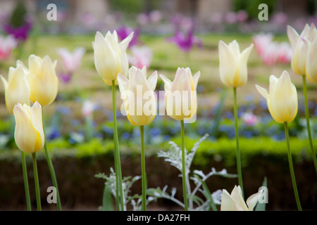 Tulipes blanches poussant dans le jardin de l'hôtel Carnavalet, dans le quartier du Marais, Paris France Banque D'Images