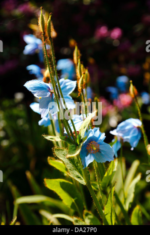 Le pavot bleu de l'himalaya Meconopsis Banque D'Images