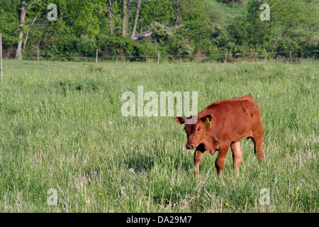 Veaux vaches vache veau-bull bulls animal animaux ferme d'élevage fermier fermes rurales pays agriculteurs pâturage Angus angus champ Banque D'Images