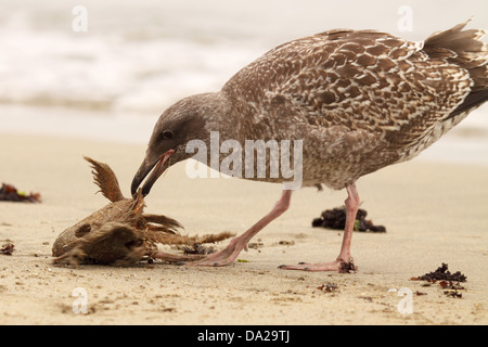 Une Mouette les charognards de l'Ouest les restes d'un poisson. Banque D'Images