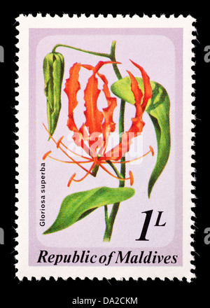 Timbre-poste de représentant des Maldives lily flamme fleurs (Gloriosa superba) Banque D'Images