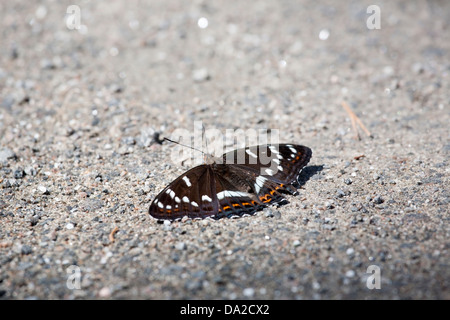 L'amiral peuplier, Limenitis populi, papillon Banque D'Images