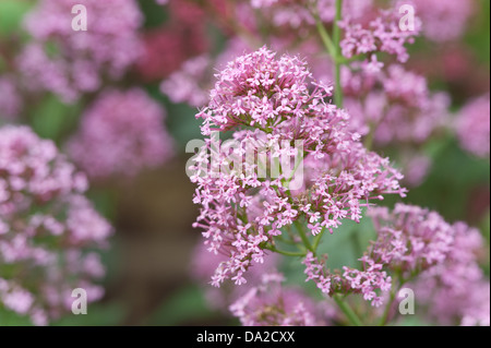 La valériane rouge un bien-aimé de l'usine par les abeilles et papillons fleurs abondantes du flou en été l'arrière-plan Banque D'Images