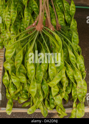 Parkia est tropical haricots comestibles puant marché local en Thaïlande. Banque D'Images