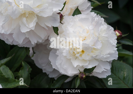 Paeonia Peony 'Shirley Temple' Banque D'Images