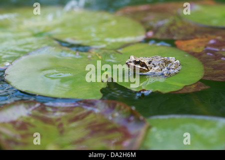 Rana temporaria. Grenouille rousse s'assit sur les feuilles de nénuphars dans un étang de jardin Banque D'Images