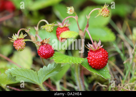 Fraisier Fragaria vesca Banque D'Images