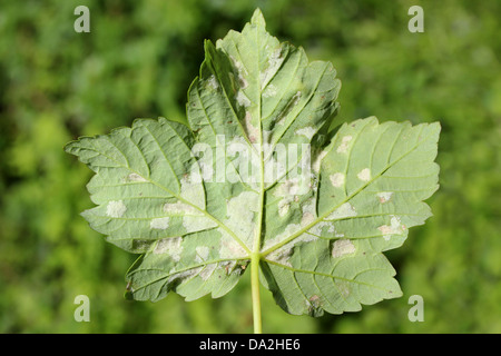 Feuilles de sycomore touchés par les galles, causé par l'acarien Aceria pseudoplatani Gall syn. Eriophyes pseudoplatani Banque D'Images