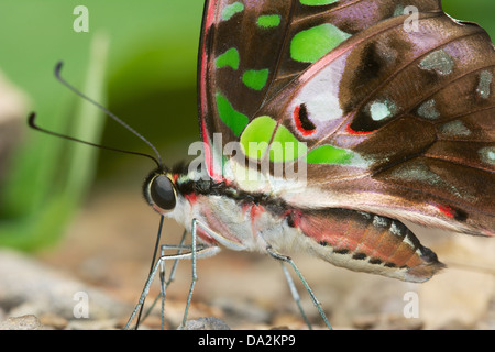 La queue Geai (Graphium agamemnon) est un papillon tropical vert et noir Banque D'Images