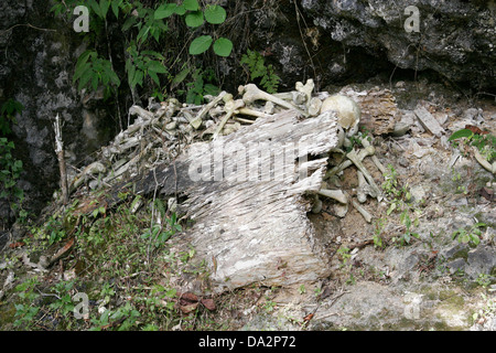 Broken coffin plein de crânes et d'os au cimetière de Torajan village Kete Kesu, Tana Toraja, Sulawesi, Indonésie Banque D'Images