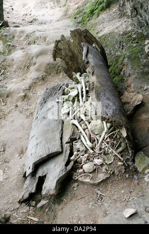 Broken coffin plein de crânes et d'os au cimetière de Torajan village Kete Kesu, Tana Toraja, Sulawesi, Indonésie Banque D'Images