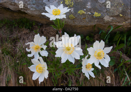 Anemone narcissiflora,grauson,cogne,val d'aoste, Italie Banque D'Images