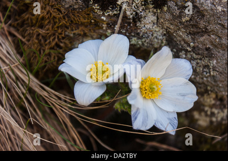 Anemone narcissiflora,grauson,cogne,val d'aoste, Italie Banque D'Images