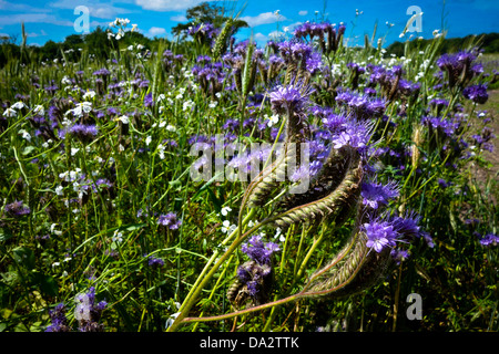 Fleur Bleue de récolte les mauvaises herbes Scorpion Phacelia tanacetifolia verts Banque D'Images