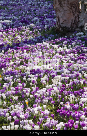 Une prairie pleine de fleurs de crocus Banque D'Images