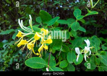 Fleurs de chèvrefeuille en fleur, Jaune sur vert Banque D'Images