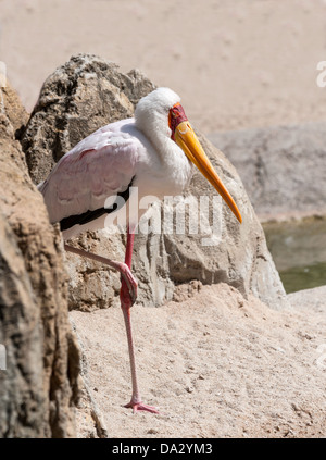 Bec jaune Cigogne debout sur une jambe Banque D'Images