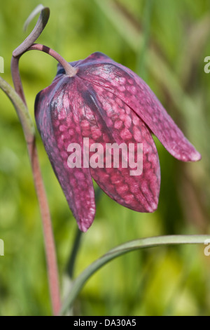 Serpents head,Schachbrettblume,Fritillaria meleagris sur un pré Banque D'Images