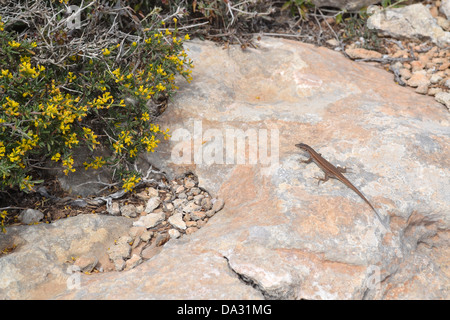 Lézard brun sur le roc, l'île de Comino, Malte. Banque D'Images