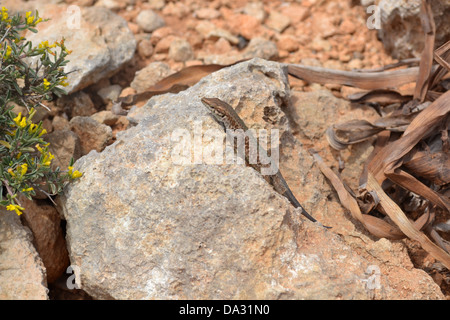 Lézard brun sur le roc, l'île de Comino, Malte. Banque D'Images