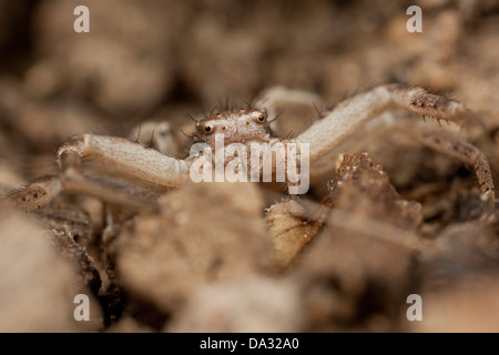 Une araignée crabe réside dans la terre dans un jardin Hampshire Angleterre Banque D'Images