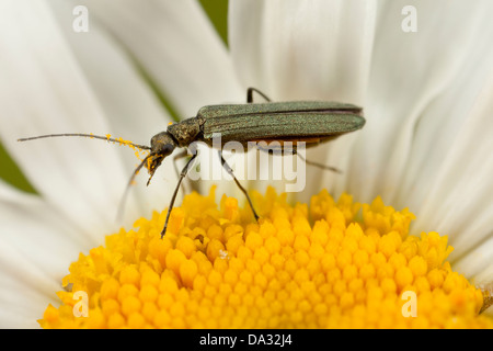Une fleur ponderosa sur un boeuf Marguerite blanche dans une prairie Hampshire Angleterre Banque D'Images