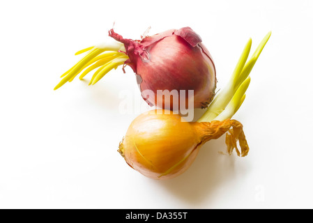 D'un rouge et d'un oignon jaune avec green sprout Banque D'Images