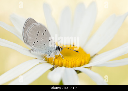 Un petit papillon bleu repose sur un boeuf Marguerite blanche Banque D'Images